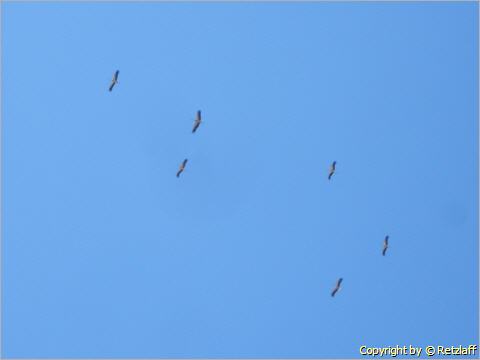 Zum Vergrößern/Verkleinern anklicken